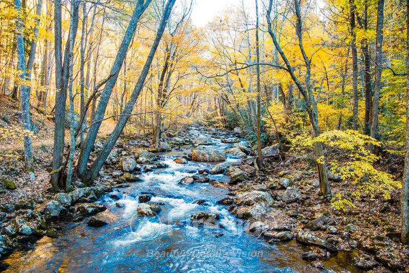 Autumn Stream