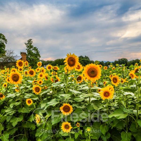 Summer Sun