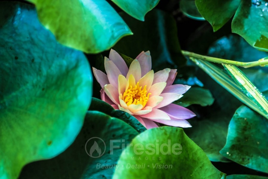 Water Lily
