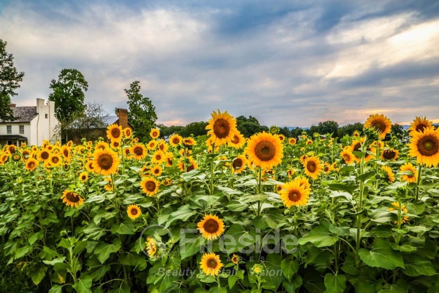 Summer Sun