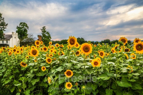 Summer Sun