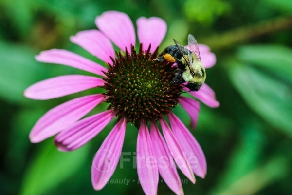 Bzzz