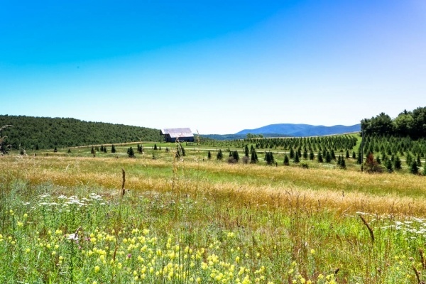 Mountain Tree Farm