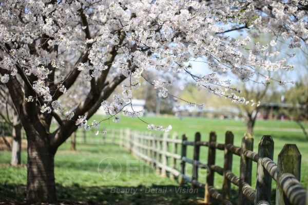 Cherry Tree