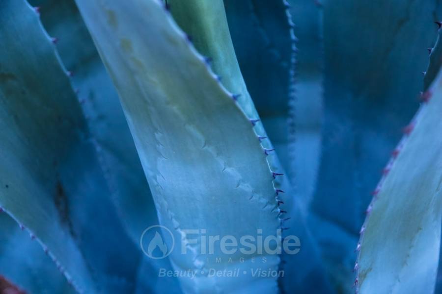 Blue Agave
