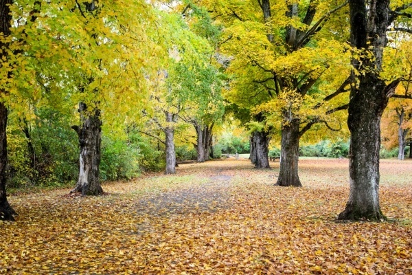 Fall Fever