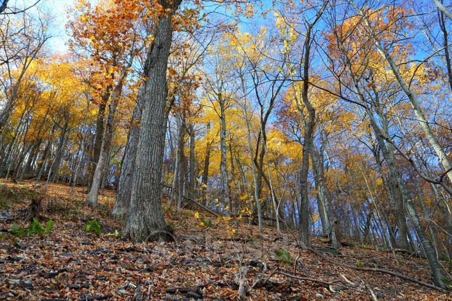 Autumn Majesty