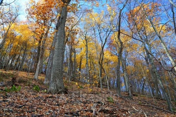 Autumn Majesty