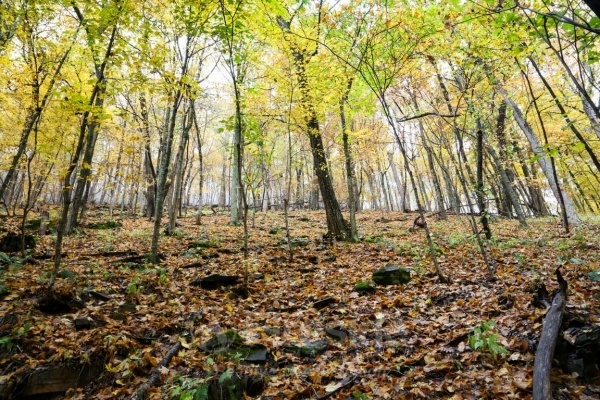 Autumn Ridgeline