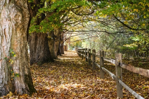 Majestic Maples