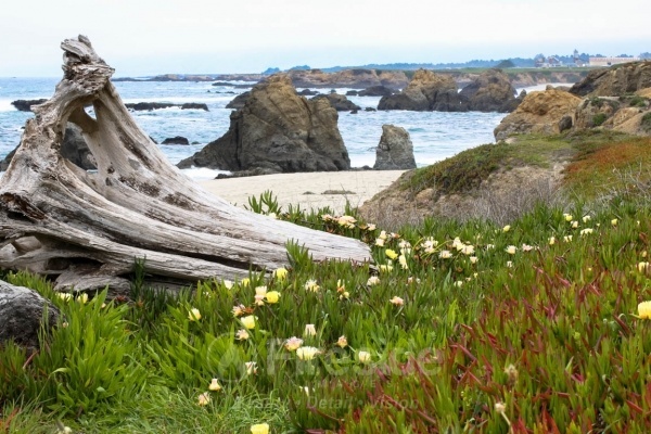Vividly Pacific